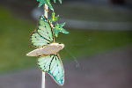 CR0_0265